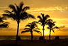 09_gold_xmassunrisepalmorig_22k_24k